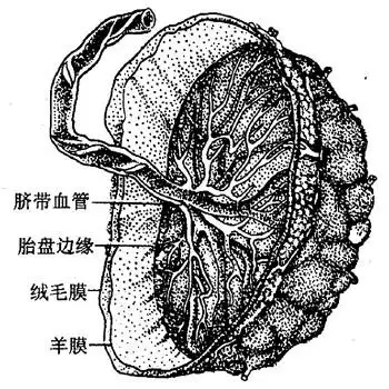 胎盘结构图
