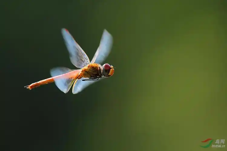 红蜻蜓 飞舞 相交
