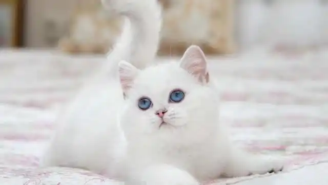 纯白蓝眼睛的是什么猫?一般白色的猫是什么品种?
