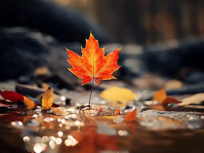 立秋一片掉落在地面上的红色枫叶特写风景温暖唯美壁纸