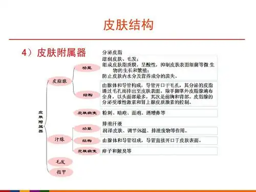 皮肤结构 4)皮肤附属器