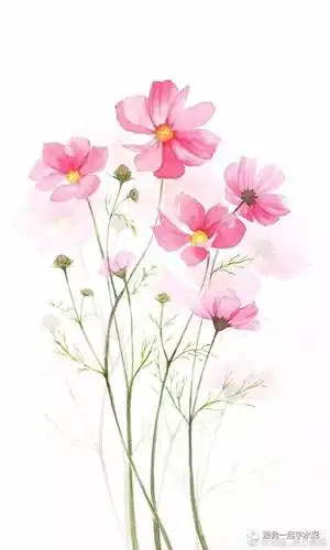 【水彩】一起来画一束清新淡雅的"格桑花"吧!_手机搜狐网