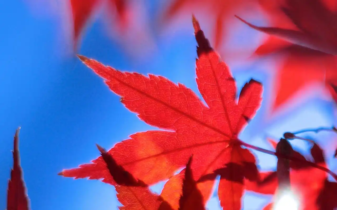 红色秋天枫叶高清宽屏电脑桌面主题壁纸