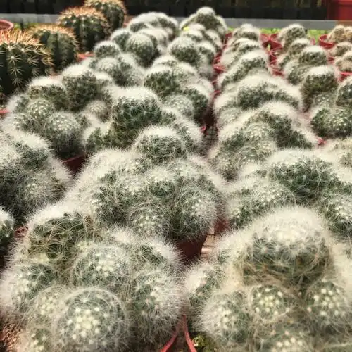 会开花的仙人球 品名:芳香丸 #绿植 #咖啡店 #拔草主题咖啡馆_咖啡店