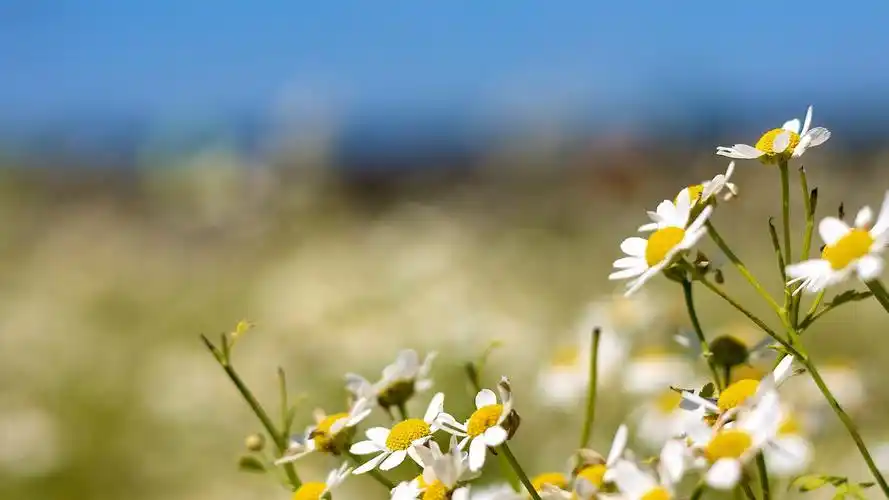 花,植物,壁纸,1920x1080尺寸壁纸-回车桌面