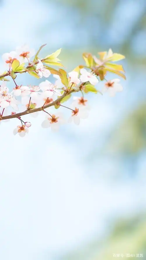 小清新系列手机全屏壁纸