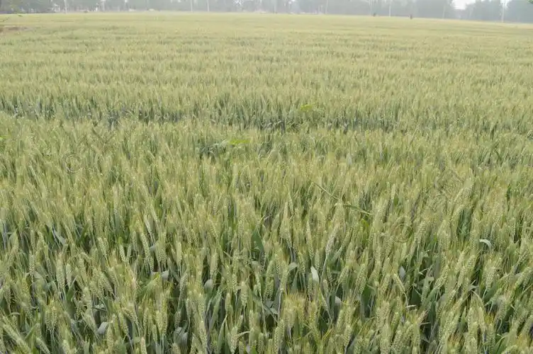 小清新绿色农作物小麦穗麦田高清摄影图