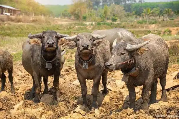 水牛和黄牛,体型,原产地,用途,习性以及养殖管理
