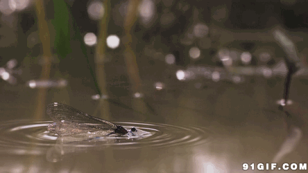 444_250gif 动态图 动图