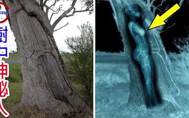 恐怖树中人的真相树木令人傻眼的特殊用途与现象令科学家不敢相信的树