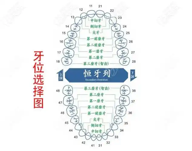 口腔内牙位图