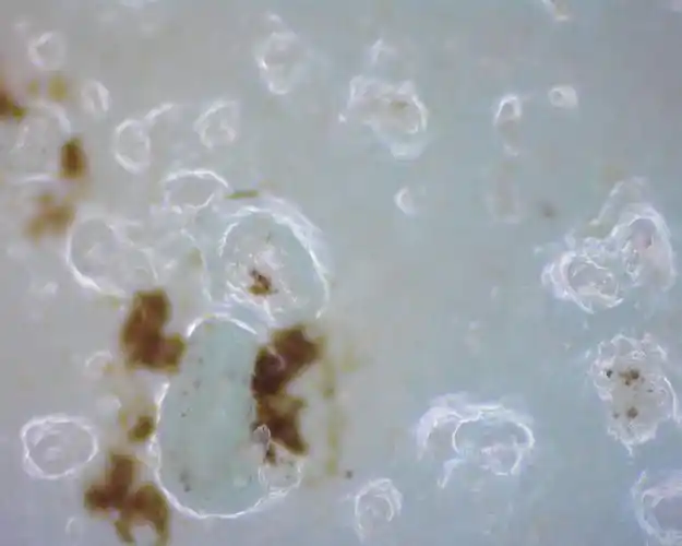 清 珐琅彩菱角双耳蒜头瓶 开片气泡鉴识