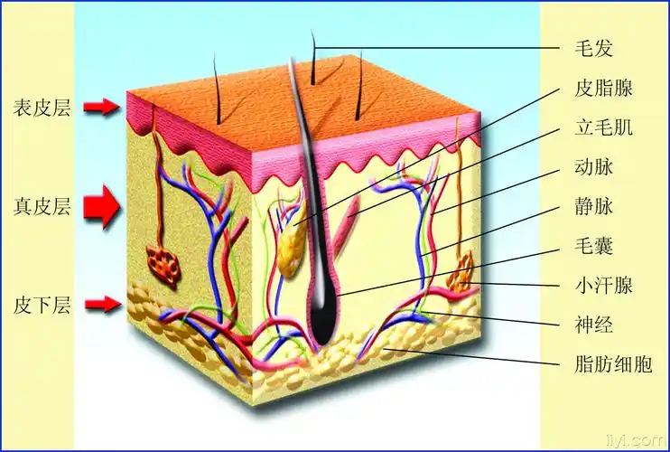 求皮肤组织结构的图片!!! - 皮肤及性传播疾病讨论版 - 爱爱医医学论