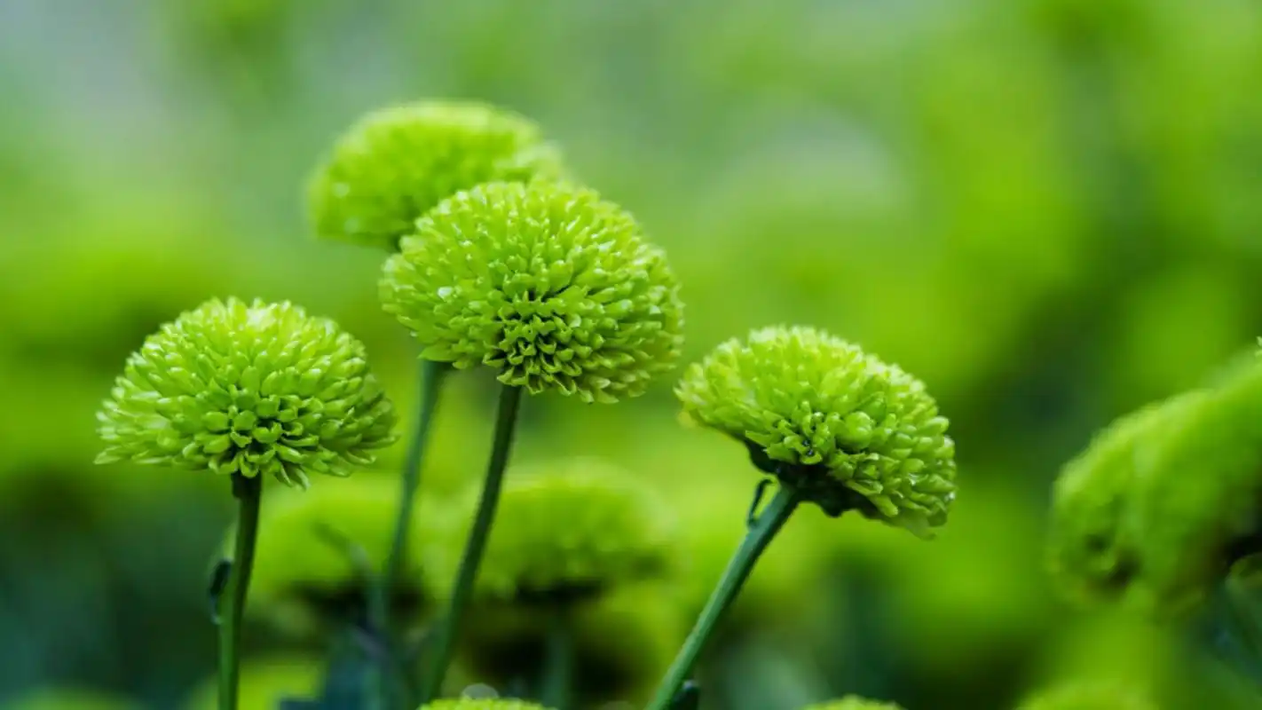 绿色护眼植物唯美高清桌面壁纸高清大图预览1920x1080_植物壁纸下载