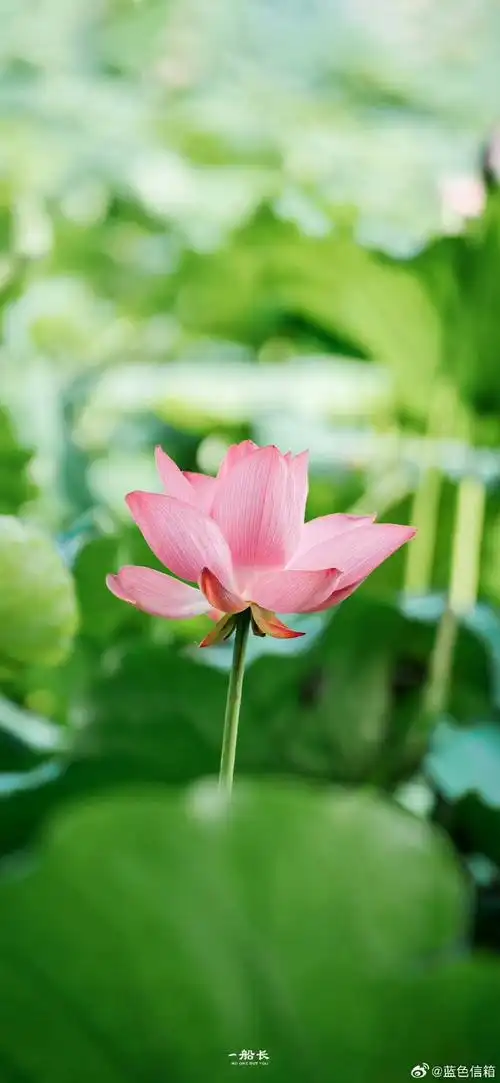 夏天总要拍拍荷花吧#可以当壁纸的荷花壁纸,真的太美了