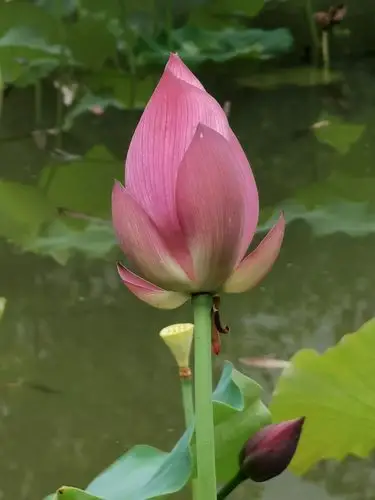 10倍变焦拍荷花,无后期