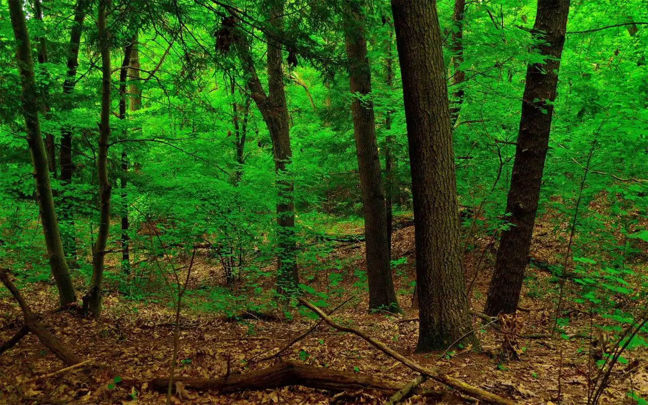绿色森林灌木大自然风景桌面壁纸图片
