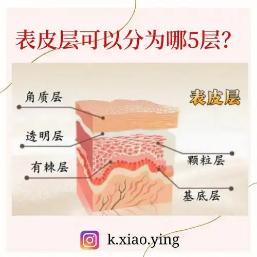 肌肤表皮层构造