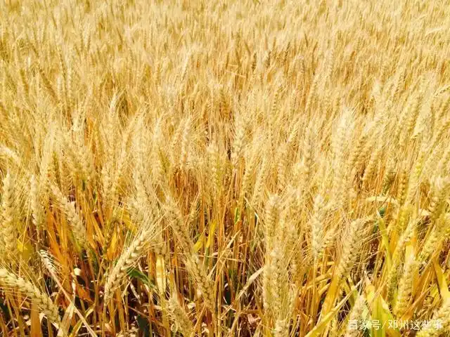 麦熟了!十林,穰东,张村,罗庄,夏集,白牛……马上要割麦喽!