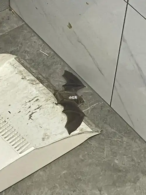 晚上9点家里飞进一只蝙蝠09