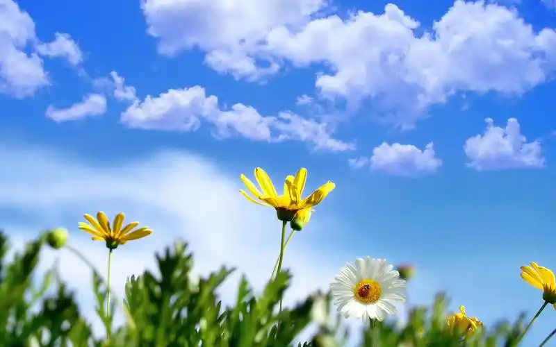 晴朗的春天壁纸1280x960分辨率查看