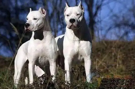 杜高犬多少斤正常,世界名犬——阿根廷杜高犬(狩猎犬) - 冷求网
