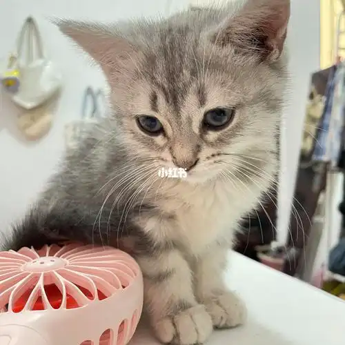 美短还是英短_英短_美短_银渐层_汤圆_串串_宠物店_英短银渐层_宠物