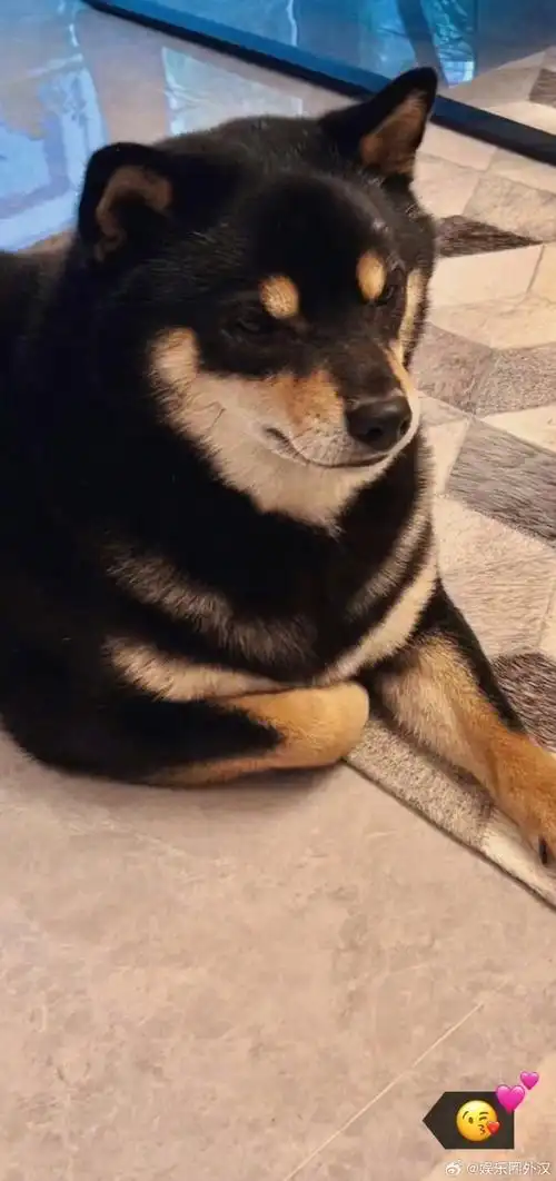 马嘉祺晒春日照##马嘉祺分享春天