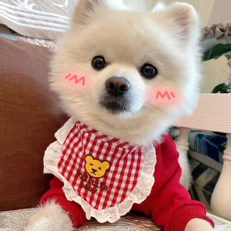 如此可爱的小狗