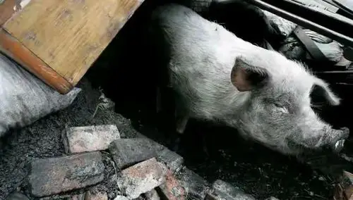猪坚强汶川大地震被埋36天它是如何熬过去的