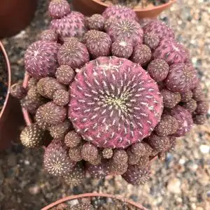 080人付款淘宝多肉植物 日本品种红丽丸实生仙人球 图1无刺 易养 稀少