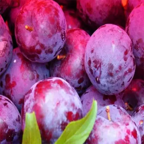 味王李子苗【批发@抚州市】