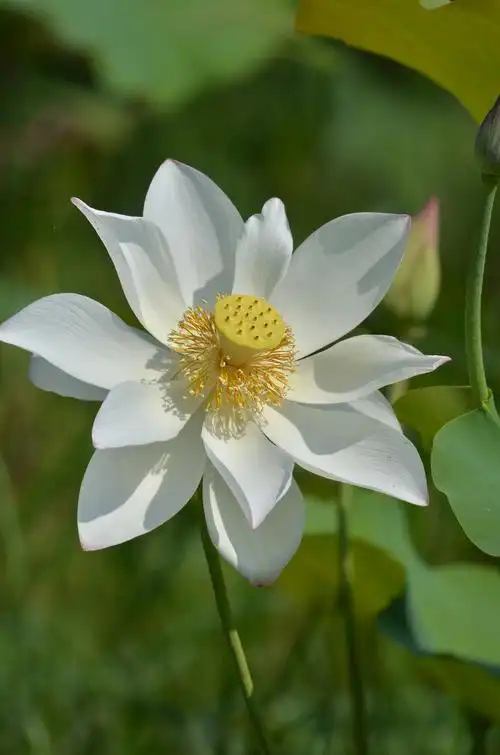 净化灵魂的荷花.