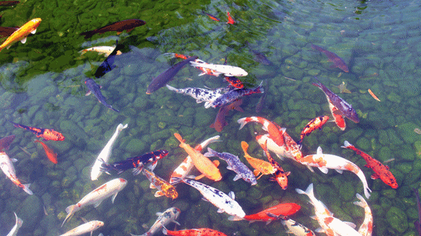 好运锦鲤和乖巧的巴西龟…等你探秘!