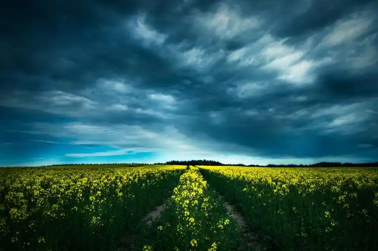 安静的田野油菜花天空4k风景图片