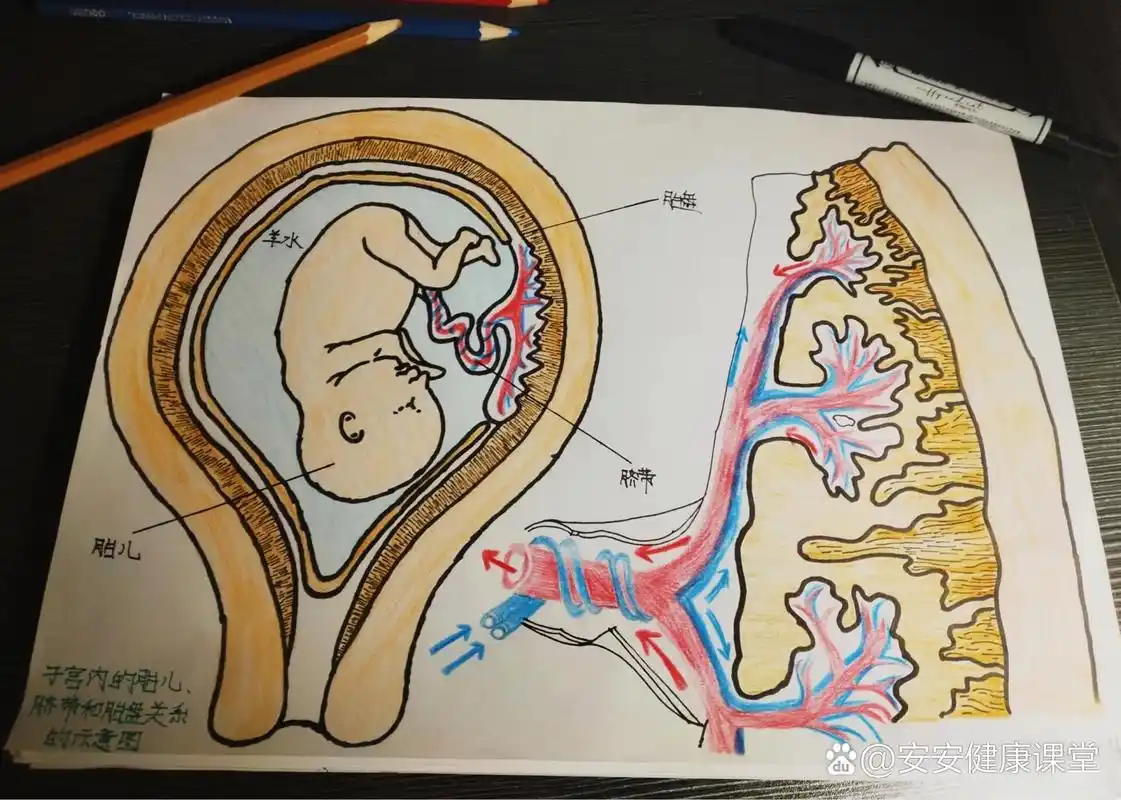 子宫内的胎儿,脐带和胎盘关系的示意图