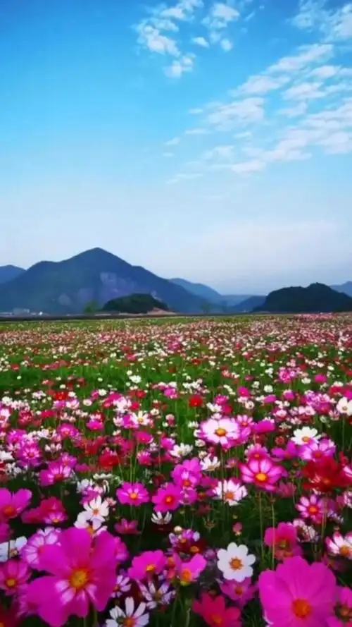 蓝天白云,好风景遍地鲜花如花海!91 91 91