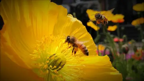 两只蜜蜂飞入画图.