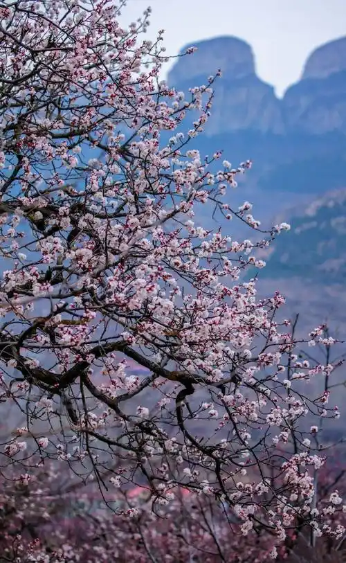 春光正好欢迎走进山东的百花春景图