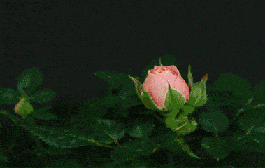 玫瑰鲜花开放漂亮gif动图_动态图_表情包下载_soogif