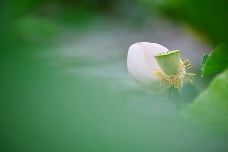 2019-07-09 0 竹子 清新淡雅的画面美美哒 2019-07-09 2 青树 美!