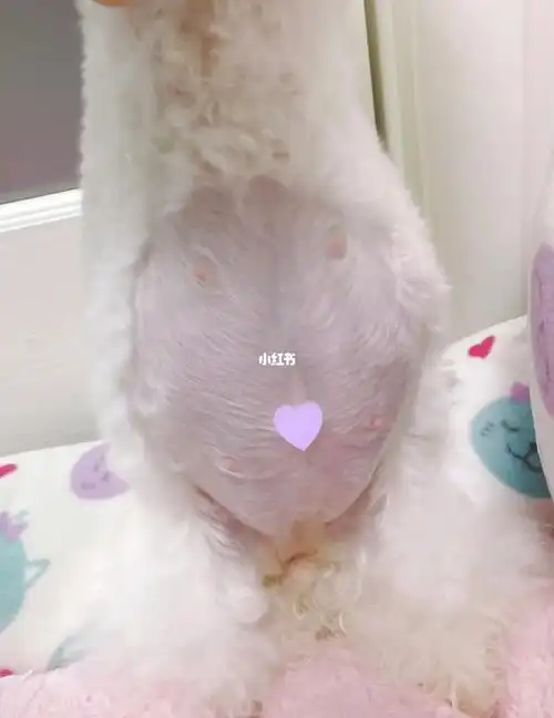 比熊犬这大肚子猜猜多少只