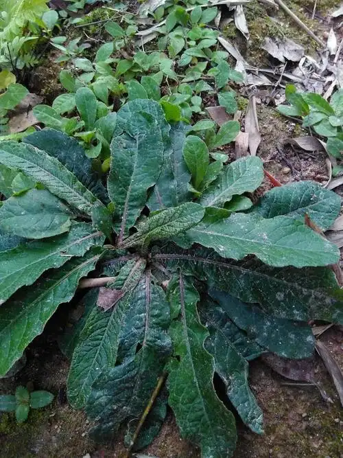 苦地胆(菊科地胆草属植物)_尚可名片
