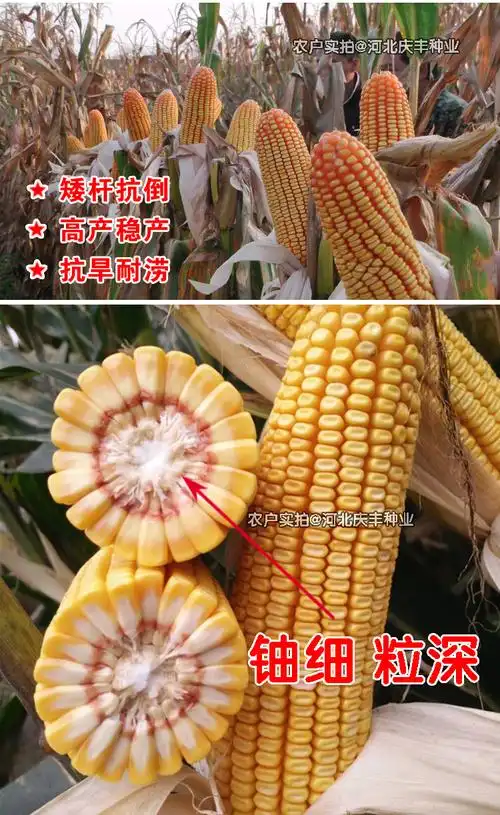 矮大棒沈玉大田种植杂交玉米种籽耐高温高产大穗抗病国审玉米美品