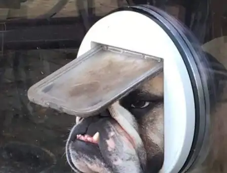 搞笑段子搞笑图片那你知道女单身叫什么吗