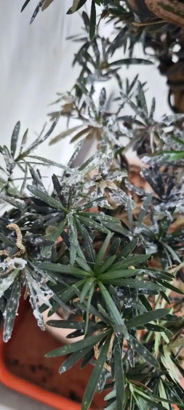 植物上白白的虫子是什么?粉蚧属同翅目,粉蚧科,主要危害各种 - 抖音