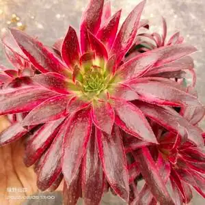 孔雀锦惊鸿法师绿野仙踪多肉植物春季秋季阳台家庭院办公园艺绿植