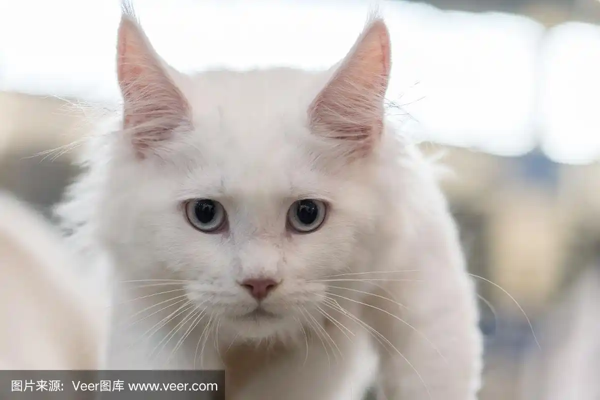 白色,动物鼻子,巨大的,野生猫科动物,动物眼睛