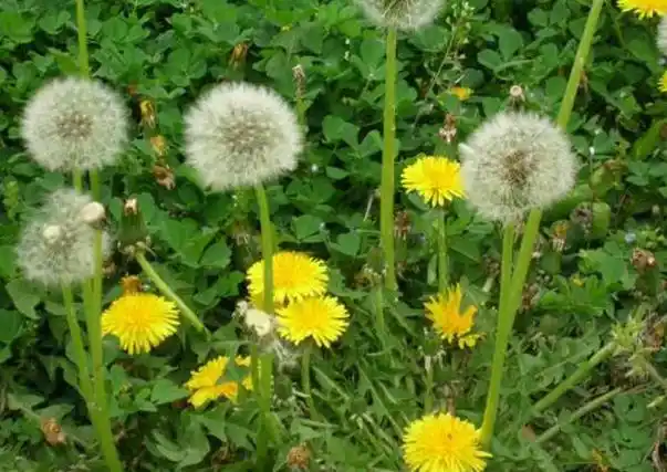 蒲公英(地丁草,尿床草)