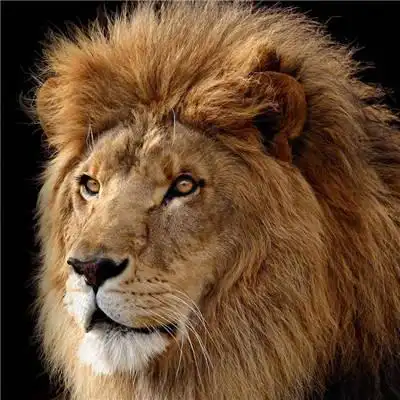 高清霸气真实雄狮头像,动物头像图片-回车桌面
